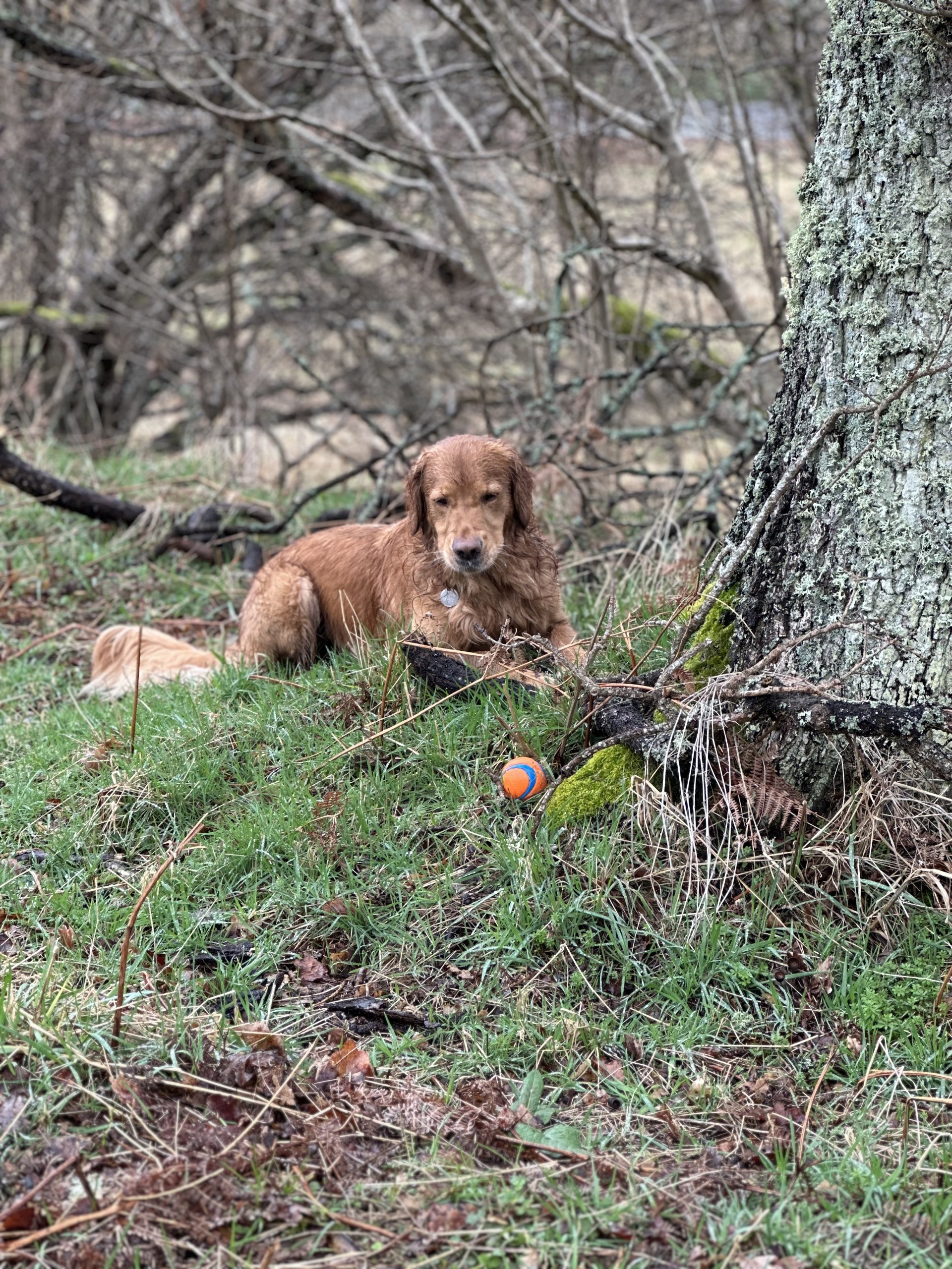 river-ball A photo of a golden retriever staring at a ball.
